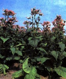 Табак настоящий, или виргинский, листья табака - Nicotianae folium (ранее: Folia Nicotianae).