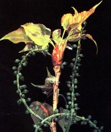 Тополь, тополевые почки (Populi gemmae) и изготовленная из них тополевая мазь - Populi unguentum (ранее: Unguentum Populi).