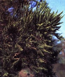 Фабиана, верхушки ветвей фабианы - Fabianae herba (ранее: Summitates Fabianae, Herba Pichi-Pichi)