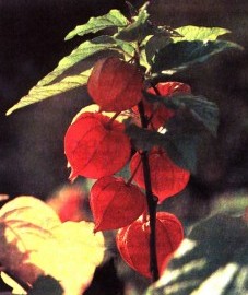 Физалис, дутая вишня, еврейская вишня. плоды физалиса - Alkekengi fructus (ранее: Fructus Alkekengi)