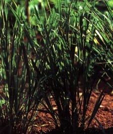 Цитронелловая трава, цитронелловое масло - Citronellae aetheroleum (ранее: Oleum Citronellae).