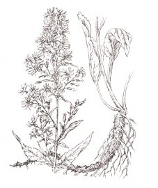 Золотарник oбыкновенный, или золотая розга, золотая раневая трава, трава золотой розги - Solidaginis herba (ранее: Herba Virgaureae)