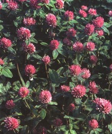 Клевер луговой, или красный, цветки клевера лугового - Trifolii pratensis flos (ранее: Flores Trifolii pratensis), красноголовник, красная кашка, дятельник, медовый цвет, трехлистник луговой, троица