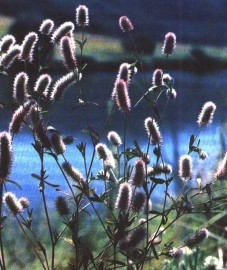 Клевер пашенный, заячий клевер, кошачий клевер, мышиный клевер, котики, трава клевера пашенного - Trifolii arvensis herba (ранее: Herba Trifolii arvensis)