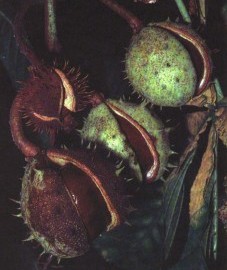 Конский каштан обыкновенный, семена конского каштана - Hippocastani semen (ранее: Semen Hippocastani), цветки конского каштана - Hippocastani flos (ранее: Flores Hippocastani), листья конского каштана - Hippocastani folium (ранее: Folia Hippocastani), кора конского каштана - ippocastani cortex (ранее: Cortex Hippocastani)