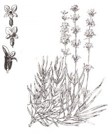 Лаванда узколистная, цветки лаванды - Lavandulae flos (ранее: Flores Lavandulae), лавандовое масло - Lavandulae aetheroleum (ранее: Oleum Lavandulae)