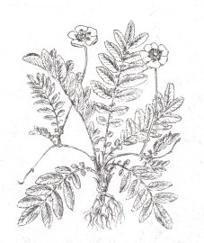 Лапчатка гусиная, гусиные лапки, судорожная трава, мартинова рука, трава лапчатки гусиной - Anserinae herba (ранее: Herba Anserinae)