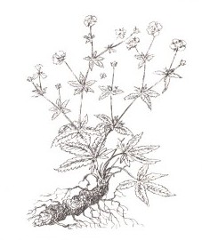Лапчатка прямостоячая, калган, кровяной корень, красный корень, семь пальцев, поносный корень, узик, корневище калгана - Tormentillae rhizoma (ранее: Rhizoma Tormentillae)