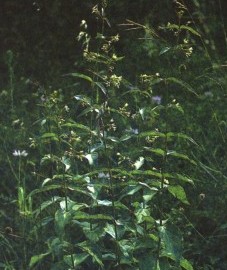 ластовень обыкновенный, ласточник, молочные стручки, стручная трава, корневище ластовня - Vincetoxici'rhizoma (ранее: Rhizoma Vincetoxici)