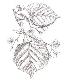 Липа, липовый цвет - Tiliae flos (ранее: Flores Tiliae), липовый лист - Tiliae folium (ранее: Folia Tiliae), липовый древесный уголь - Ligni Tiliae carbo pulveratus (ранее: Carbo Ligni Tiliae pulveratus), кора липы - Tiliae cortex (ранее: Cortex Tiliae)