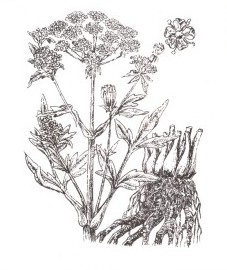 Любисток лекарственный, купальная трава, медведица, любовный стебель, корень любистока - Levistici radix (ранее: Radix Levistici), трава любистока - Levistici herba (ранее: Herba Levistici)