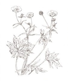 Лютик едкий, масляный цветок, жгучая трава, подагровая трава, трава лютика едкого - Ranunculi acris herba (ранее: Herba Ranunculi acris)