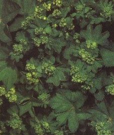 Манжетка обыкновенная, заячье пальтишко, росяная трава, трава манжетки - Alchemillae herba (ранее: Herba Alchemillae)
