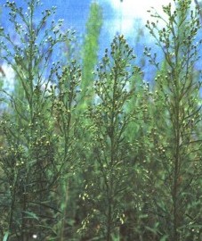 Мелколепестник канадский, трава мелколепестника - Erigeronis (canadensis) herba (ранее: Herba Erigeronis [canadensis])