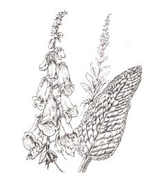 Наперстянка пурпурная, перчаточная трава, лесной колокольчик, лесной бубенчик, листья наперстянки пурпурной - Digitalis purpureae folium (ранее: Folia Digitalis purpureae)