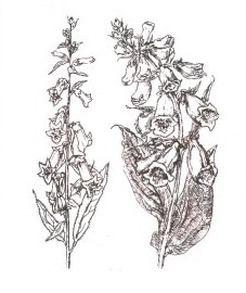 Наперстянка шерстистая, листья наперстянки шерстистой Digitalis lanatae folium (ранее: Folia Digitalis lanatae)