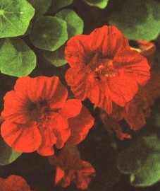 Настурция большая, салатный цвет, капуцины, трава настурции -Tropaeoli herba (ранее: Herba Tropaeoli)