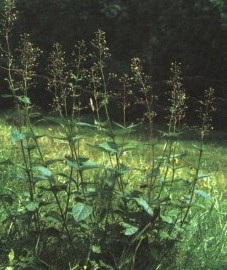 Норичник шишковатый, трава норичника - Scrophulariae heiba (ранее: Heiba Scrophulariae), корень норичника - Scrophulariae radix (ранее: Radix Scrophulariae)