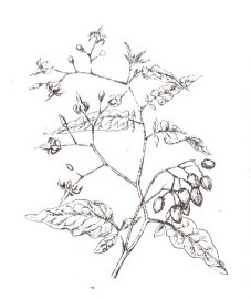 Паслен сладко-горький, Аптечное наименование: стебли паслена - Dulcamara stipes (ранее: Stipites Dulcamara)