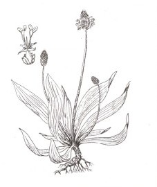 Подорожник ланцетный Аптечное наименование: листья подорожника ланцетного - Plantaginis lanceolatae folium (ранее: Folia Plantaginis lanceolatae)