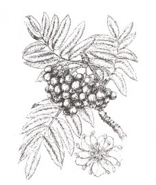 Рябина обыкновенная, Аптечное наименование: плоды рябины - Sorbi fructus (ранее: Fructus Sorbi)