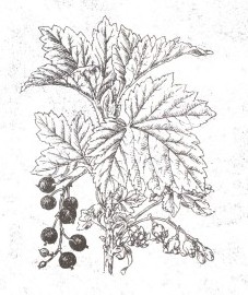 Смородина черная, альпийская ягода, подагровая ягода. плоды черной смородины - Ribis nigri fructus (ранее: Fractus Ribis nigri), листья черной смородины - Ribis nigri folium (ранее: Folia Ribis nigri)