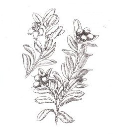 Толокнянка обыкновенная, медвежьи ушки. лист толокнянки - Uvaeursi folium (ранее: Folia Uvae ursi)