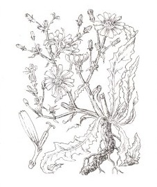 Цикорий обыкновенный, крысиный корень. корень цикория - Cichorii radix (ранее: Radix Cichorii), трава цикория - Cichorii herba (ранее: Herba Cichorii
