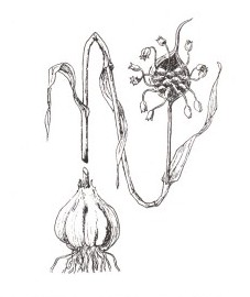 Чеснок, луковицы чеснока - АННsativi bulbus (ранее: Bulbus Allii sativi)