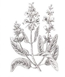 Шалфей лекарственный, благородный шалфей, королевский шалфей, крестовый шалфей, салатный лист. листья шалфея - Salviae folium (ранее: Folia Salviae), шалфейное масло - Salviae aetheroleum (ранее: Oleum Salviae)