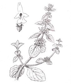 Шандра обыкновенная, постенная шандра, белая шандра. трава шандры - Marrobii herba (ранее: Herba Marrubii)