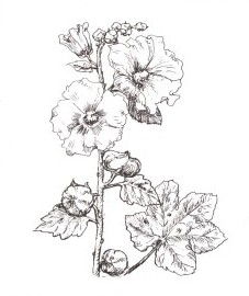 Шток-роза розовая, цветки шток-розы - Malvae arboreae flos (ранее: Flores Malvae arboreae)