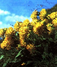 Язвенник целебный, аптечный клевер, бородчатый клевер, златоглав, раневая трава.  цветки язвенника - Anthyllidis vulnerariae flos (ранее: Flores Anthyllidis vulnerariae).