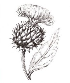 Артишок, соцветия и листья артишока - Cynarae folium (ранее: Folia Cynarae), корень артишока - Cynarae radix (ранее: Radix Cynarae).
