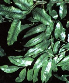 Бальзамовое дерево перуанское, перуанский бальзам - Balsamum peruvianum 