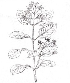 Больдо, листья больдо - Boldo folium (ранее: Folia Boldo)
