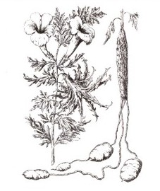 Гарпагофитум, корень гарпагофитума - Harpagophyti radix (ранее: Radix Harpagophyti).