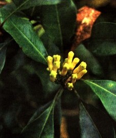  Гвоздичное дерево, гвоздика - Caryophylli tios (ранее: Flores Caryophylli), гвоздичное масло - Caryophylli aetheroleum (ранее: Oleum Caryophylli)