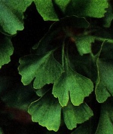 Гинкго двулопастный, или храмовое дерево, листья гинкго двулопастного - Ginkgo bilobae folium (ранее: Folia Ginkgo bilobae).