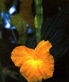 корневище куркумы - Curcumae longae rhizoma (ранее: Rhizoma Curcumae longae)