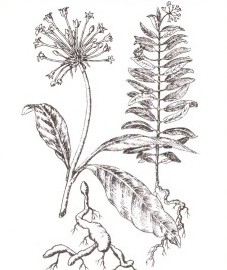 Раувольфия змеиная, корень раувольфии - Rauvolfiae radix (ранее: Radix Rauvolfiae)