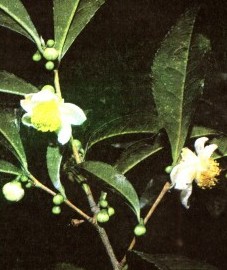 Чай китайский,  листья черного чая - Theae nigrae folium (ранее: Folia Theae nigrae).