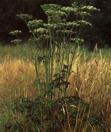 Борщевик обыкновенный, трава борщевика обыкновенного - Heraclei spondylii herba (ранее: Herba Heraclei spondylii, Herba Brancae ursinae).