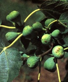 Инжир, смоква, фиговое дерево, смоковница. Carica (ранее: Caricae).
