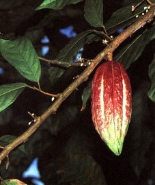 Какао, или шоколадное дерево,  масло из семян ("бобов") какао - какао-масло - Cacao oleum (ранее: Oleum Cacao)