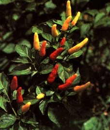 Перец кустарниковый, кайеннский перец, стручковый перец. кайеннский перец - Capsici fructus асег (ранее: Fructus Capsici frutescentis). Сушеные плоды называют "хилис".