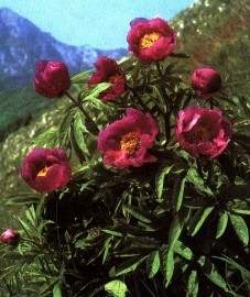Пион лекарственный, крестьянская роза, подагровая роза. цветки пиона - Paeoniae flos (ранее: Flores Paeoniae).