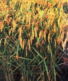 Рис посевной, рисовый крахмал (из семян) - Orizae amylum (ранее: Amylum Oryzae).