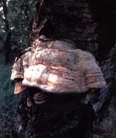 Трутовик настоящий, кровяная губка. ткань плодового тела гриба - Fungus chirurgorum.